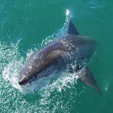 Great White Shark cage diving